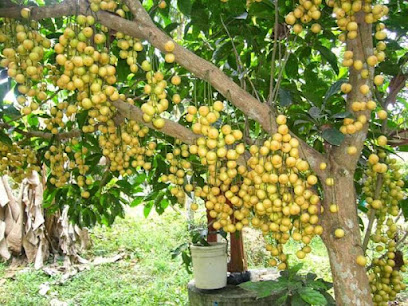 Lizzy restaurant restaurant exterior and interior view