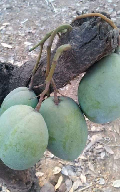 Mama Bello Restaurant restaurant exterior and interior view