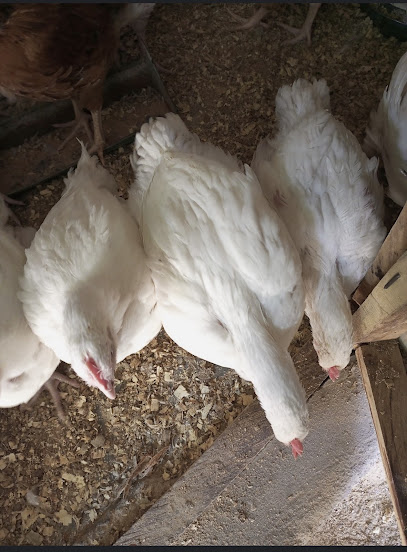 Meat Dish Restaurant restaurant exterior and interior view